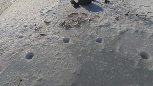 НА РЫБАЛКУ В ЛЕДЯНОЙ МОРОЗНЫЙ ВЕТЕР / ЛОВЛЯ НАВАГИ СО ЛЬДА #рыбалкасольда #жекарыболов #рыбалка смотреть онлайн