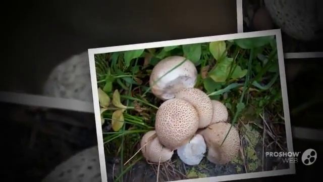 Calvatia subcretacea - fungi kingdom смотреть онлайн