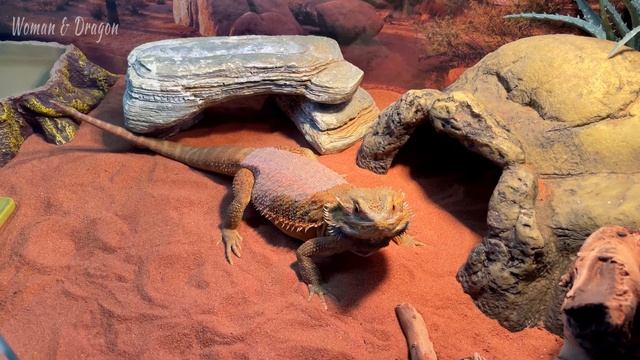 Дракон Дракарис охотится за живой саранчой. Бородатая Агама тот ещё ХИЩНИК! смотреть онлайн