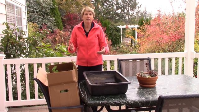 How to Overwinter Geraniums (Pelargoniums): Everyone Can Grow A Garden (2018) #35 смотреть онлайн