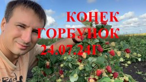 Конек Горбунок 25.07 #продажасаженцев #саженцыоптом #выращиваниевинограда #розы #саженцы#mrbeast