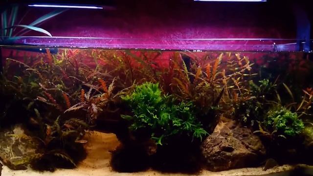 Lampa AQUAEL LEDDY SMART plant - TEST смотреть онлайн