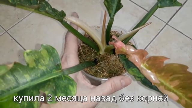 Филодендрон Ринг оф файер🔥/лёгкий способ укоренения👍 смотреть онлайн