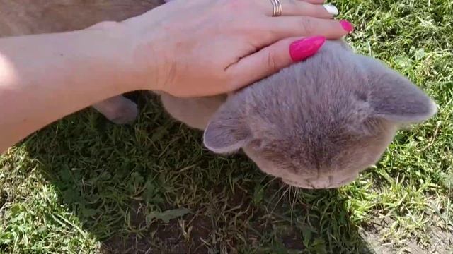 Котейка гуляет.Первый выход на улицу. Шотландский кот Сэм. смотреть онлайн