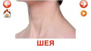 Части тела - развивающие карточки