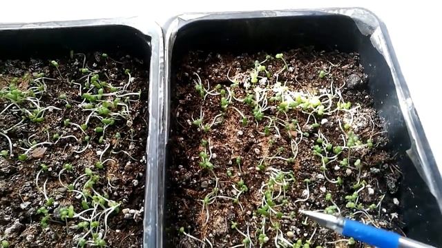 ДОРОТЕАНТУС. ОБЗОР РАССАДЫ 1 МЕСЯЦ.