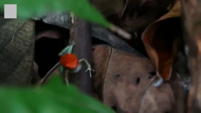 ТОП САМЫХ ЯДОВИТЫХ ЖИВОТНЫХ В МИРЕ смотреть онлайн