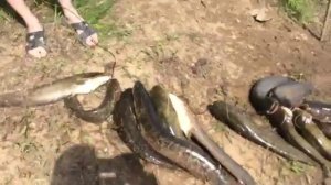 Рыбалка на кривой