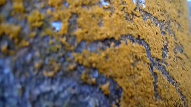 The Common Yellow Mustard Alga (Trentepohlia aurea ) смотреть онлайн