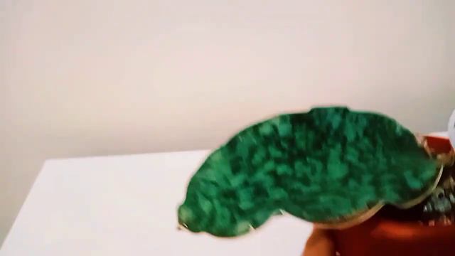 [Sansevieria Dragon Wings] Day 42 with my Sansevieria Dracaena year end plant journey. смотреть онлайн