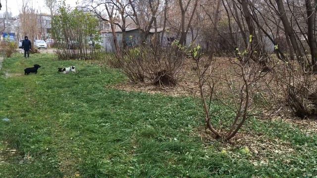 СПАНИЕЛЬ РусЯ И ЕГО ДРУГ смотреть онлайн