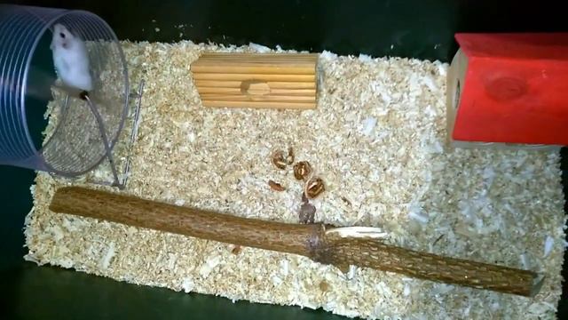 ХОМЯК ОРЁТ НА НАС! ДЖУНГАРИК ЗЕФИР ОДИЧАЛ! смотреть онлайн