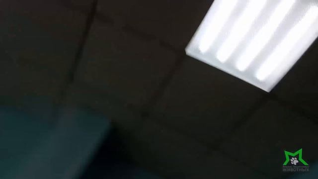 Поездка на печально известный рынок "Садовод" смотреть онлайн
