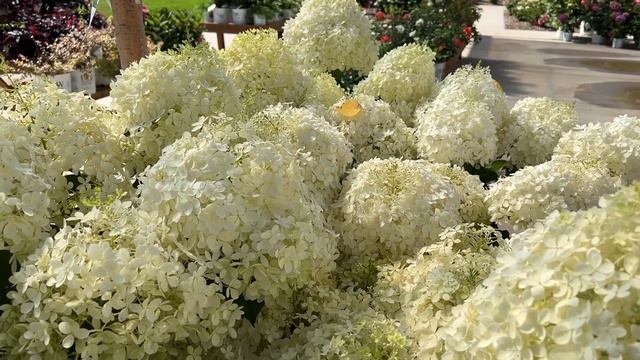 The New Puffer Fish Hydrangea