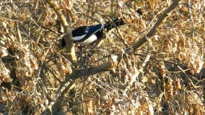 Как сорока вьёт мощное гнездо. Сорока птица. Наблюдение за сороками! Умные птицы