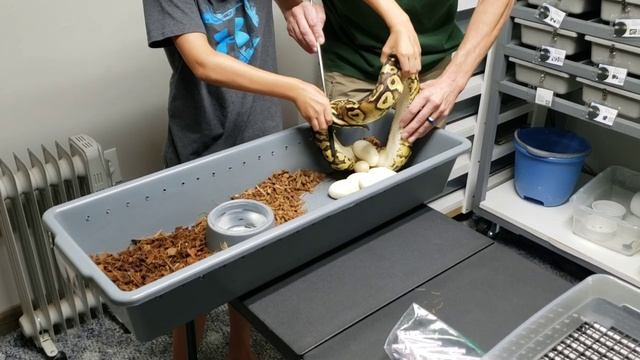 2020 Clutch #4 - Pulling Ball Python Eggs - Pastel Pied x Pastel Yellowbelly смотреть онлайн