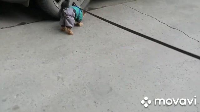 Тайная жизнь домашних животных /от лица Рикки /гуляем смотреть онлайн