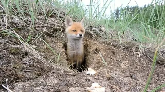 Занятие по окружающей среде "Кто где живет" смотреть онлайн