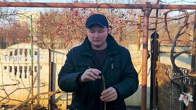 Как быстро и надёжно Укоренить черенки винограда смотреть онлайн