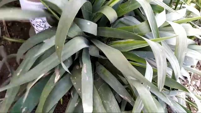 Как ухаживать за садовой юккой смотреть онлайн