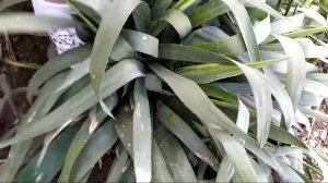 Как ухаживать за садовой юккой