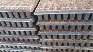 ПЕТРУШКА Бизнес на зелени. Как вырастить раннюю петрушку.