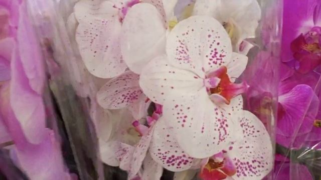 25.07.2022г ОБЗОР ОРХИДЕЙ В САДОВОМ ЦЕНТРЕ В ЭПИЦЕНТРЕ г. Днепр. смотреть онлайн