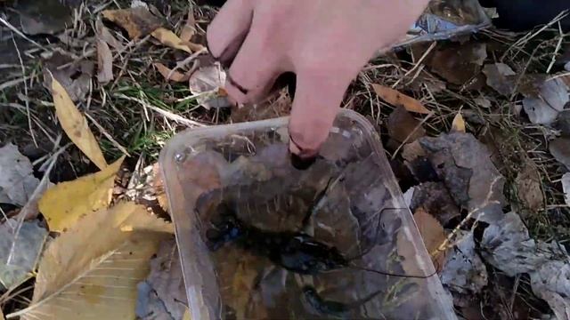 УКРАИНСКАЯ ГРИВНА МАГНИТИТСЯ?!?!? | Рыбалка на поисковый магнит, запекаем картошку в углях!!! смотреть онлайн