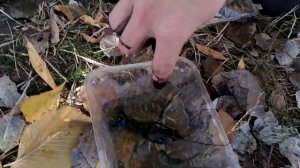 УКРАИНСКАЯ ГРИВНА МАГНИТИТСЯ?!?!? | Рыбалка на поисковый магнит, запекаем картошку в углях!!!