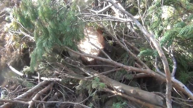 Дровяную древесину ООО "Лебяжье лес" сжигают, но населению не отпускают!? смотреть онлайн