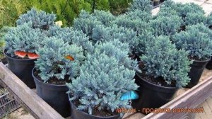 Можжевельник чешуйчатый Блю Стар (blue star) ? обзор: как сажать, саженцы можжевельника Блю Стар