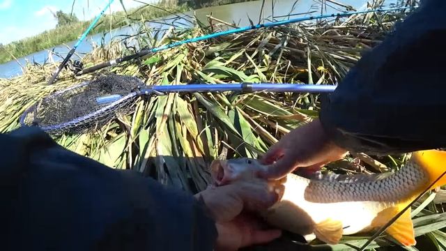 ОСТАВИЛ ЗАКИДУШКИ НА НЕОБИТАЕМОМ ОСТРОВЕ БЕЗ ПРИСМОТРА. Вернулся офигел. Рыбалка на сазана смотреть онлайн