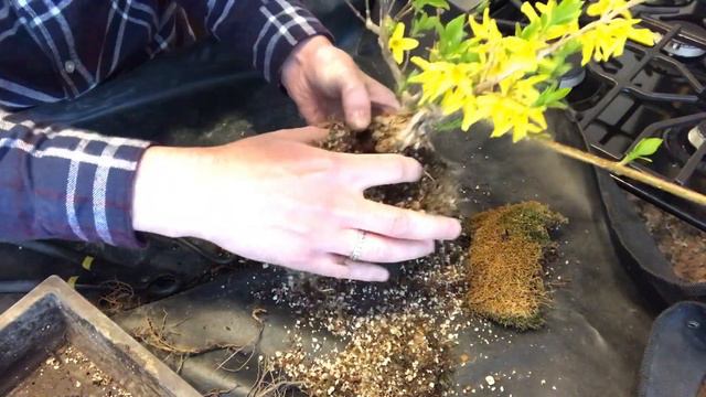 S3.E5__Forsythia Bonsai: Pruning & Repotting смотреть онлайн