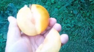 Плуот Флавор Квин(pluot Flavor Queen). Дегустация