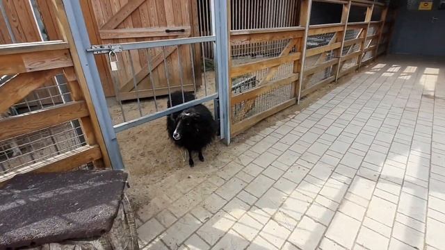 В Московском зоопарке есть детский зоопарк... смотреть онлайн