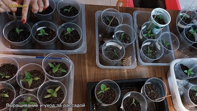 Как Ухаживать за Рассадой Перца и Помидор ?. @galabum смотреть онлайн
