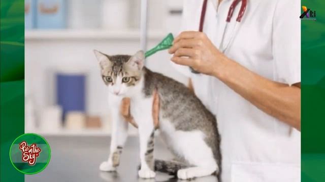 ¿Qué vacunas necesita tu mascota? | Calendario de vacunas para perros y gatos / Desparasitación смотреть онлайн