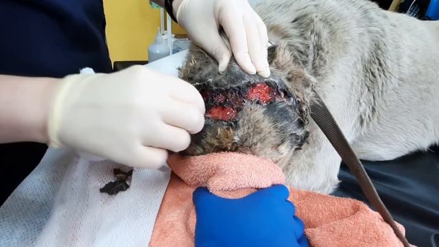 Спасение изувеченного дикого пса... смотреть онлайн