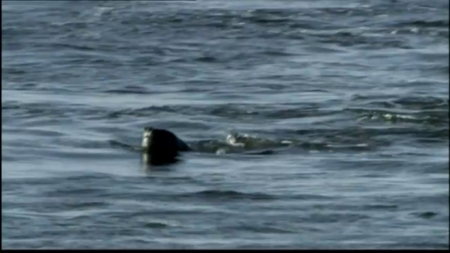 BBC Жизнь смотреть онлайн