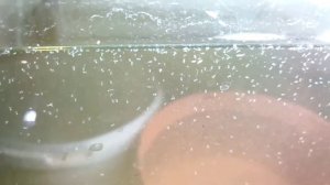 циклоп в воде из под аулофоруса