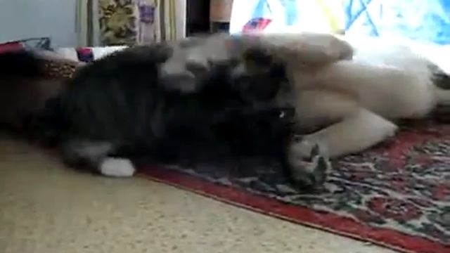 Страшнее кошки зверя нет 