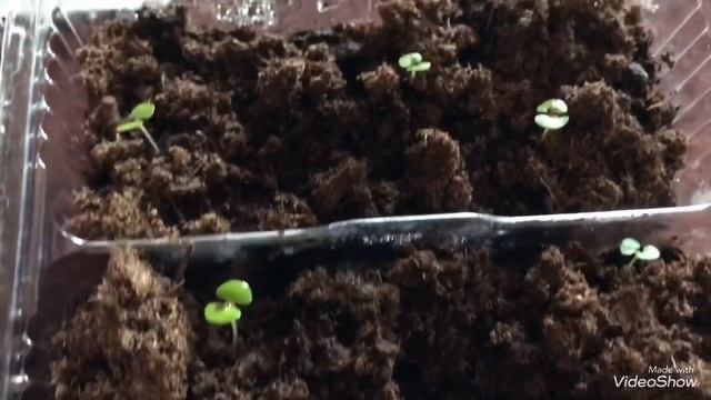 Колеусы от посева до пикировки.Колеусы из семян от А до Я.