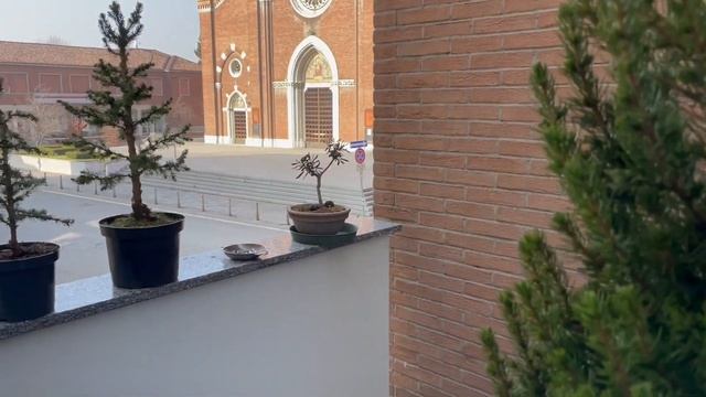 Boschetto "Bonsai" di Picea glauca - SALVIAMO GLI ALBERI - смотреть онлайн