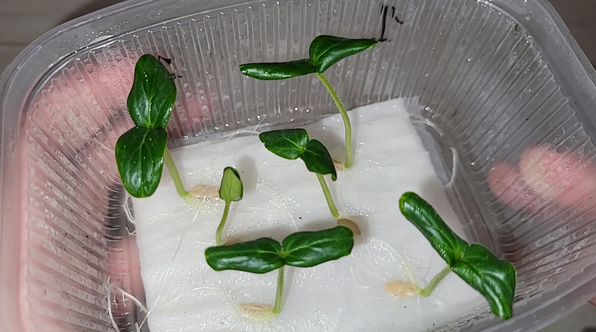 ЖАЛЕЮ, что РАНЬШЕ ТАК НЕ САЖАЛА СЕМЕНА ОГУРЦОВ! Теперь сею ТОЛЬКО ТАК! Удивительный результат смотреть онлайн