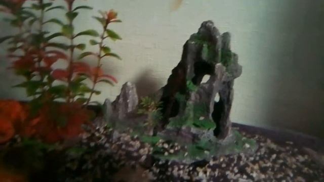 Рыбы гиганты съели водоросли смотреть онлайн