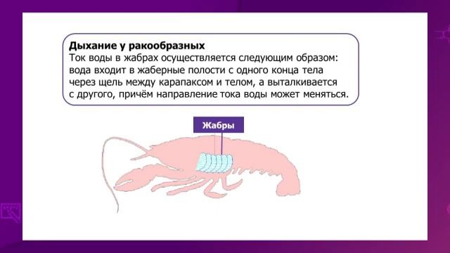 Биология. 7 класс. Органы дыхания беспозвоночных животных /20.12.2020/ смотреть онлайн