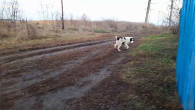 Соседи выпустили агрессивного АЛАБАЯ ! БРОСАЕТСЯ НА ЛЮДЕЙ . смотреть онлайн