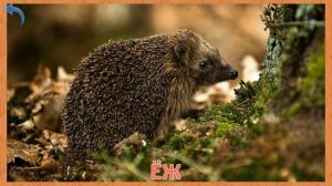 Карточки Домана Часть 2 Лесные звери!