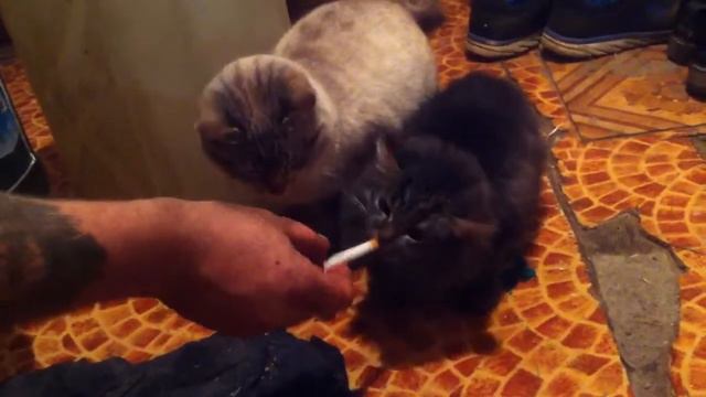 Котик любит покурить