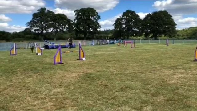 Saluki agility - steeplechase - 11.07.2020 Kelluki Covid show 2 смотреть онлайн